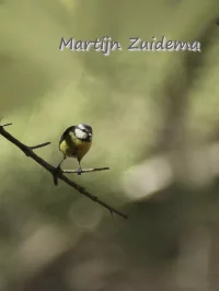 Spaanse pimpelmees [Cyanistes caeruleus ogliastrae]